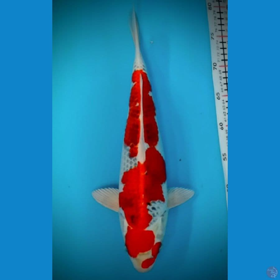 kujaku 38 cm 