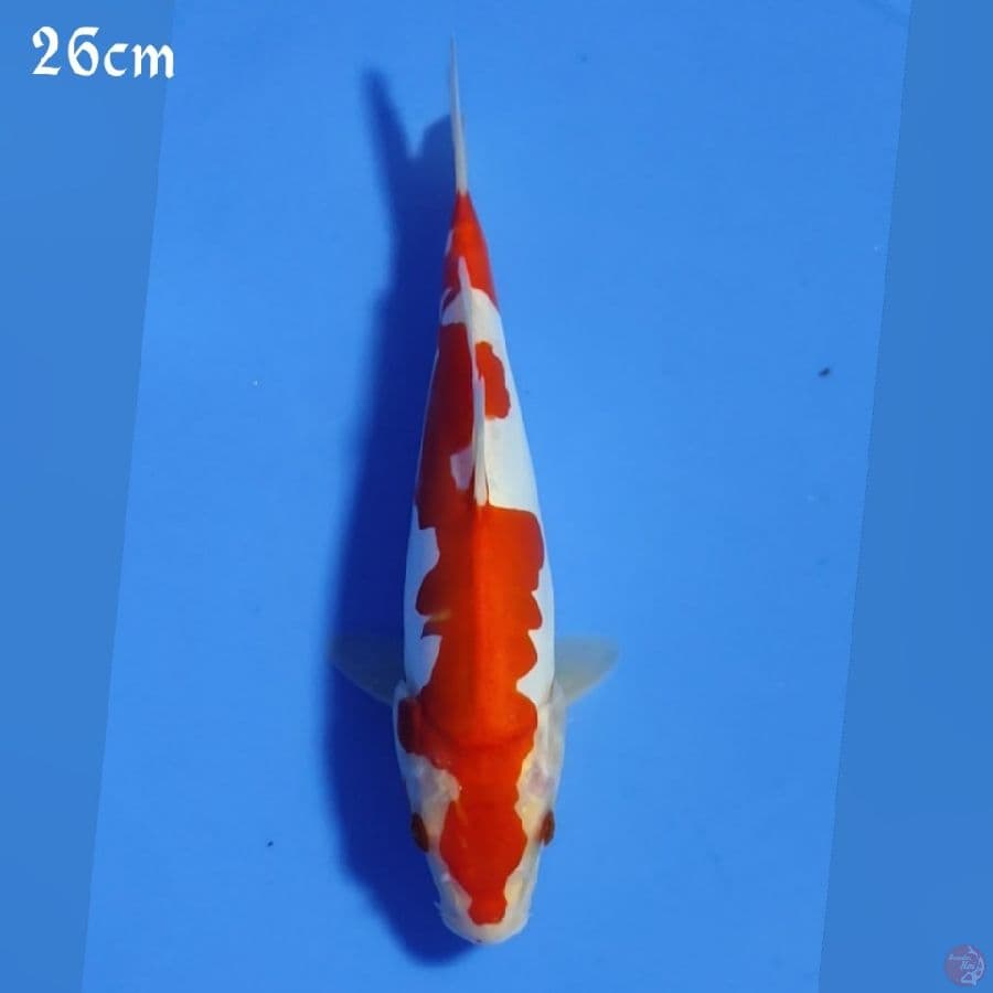 KOHAKU DOID 26CM