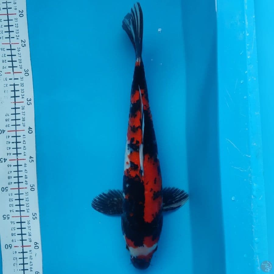 showa 42cm(mile) 