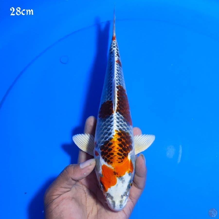 KOJAKU 28CM