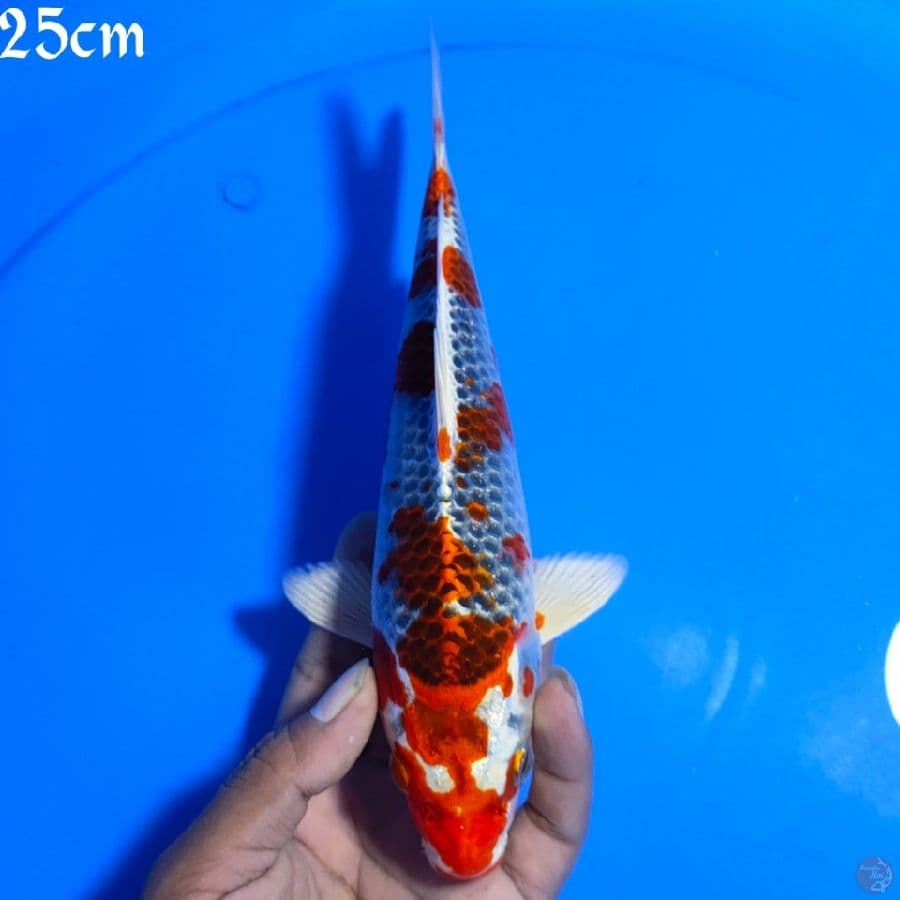 KOJAKU 25CM