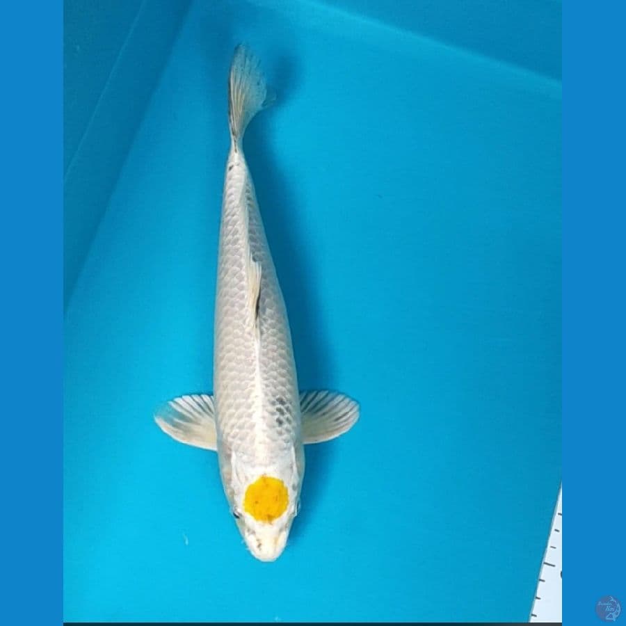tancho kin showa 30cm male