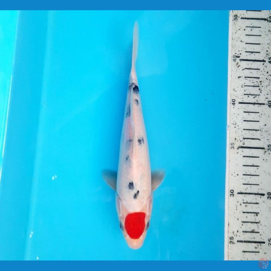 Tancho sanke ORI, 23cm