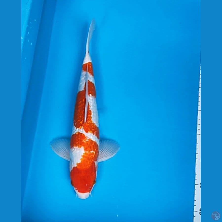 kohaku ginrin 35cm male