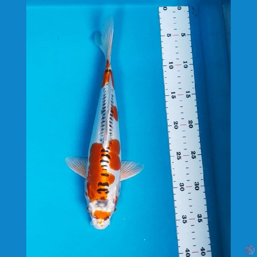 kujaku doit 32cm male