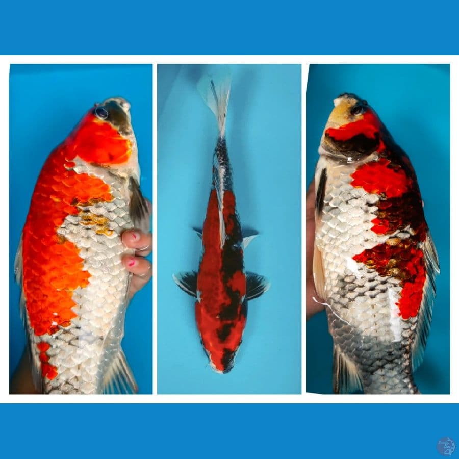 showa hikari 34cm