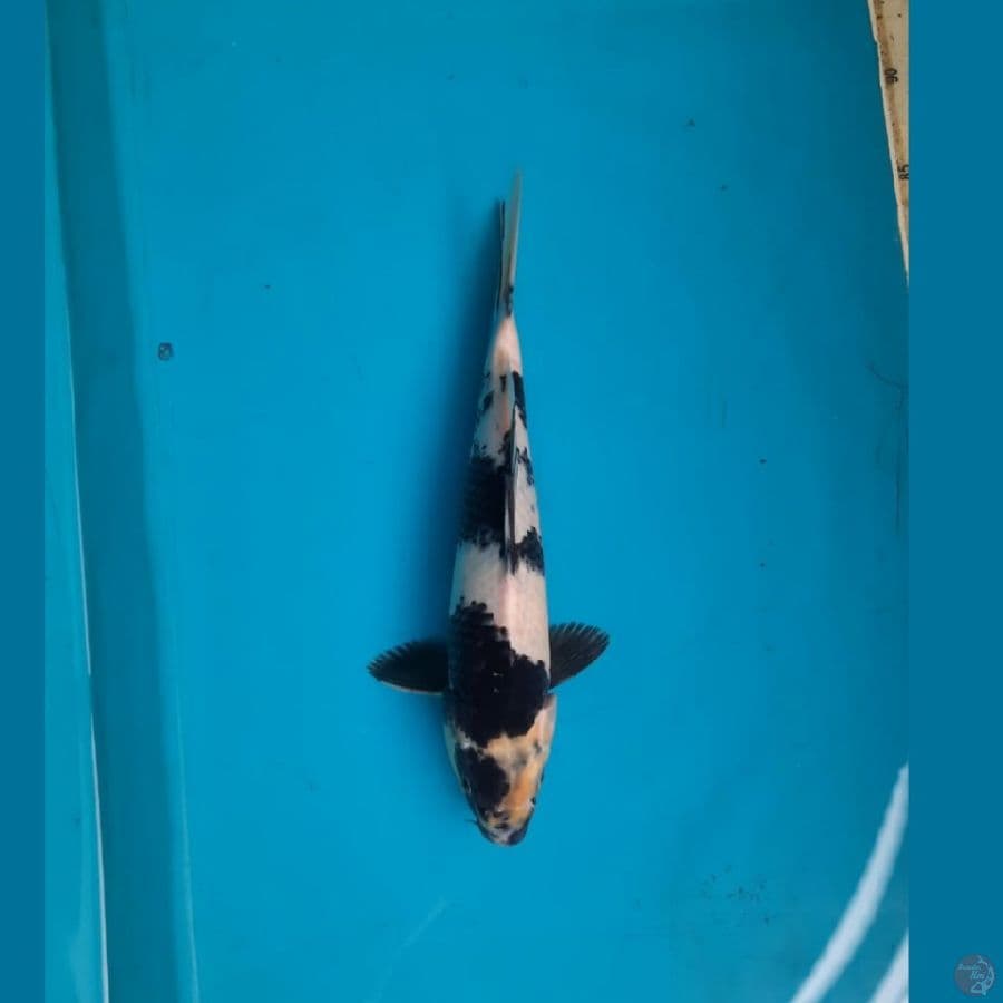 Shiro, 29cm male