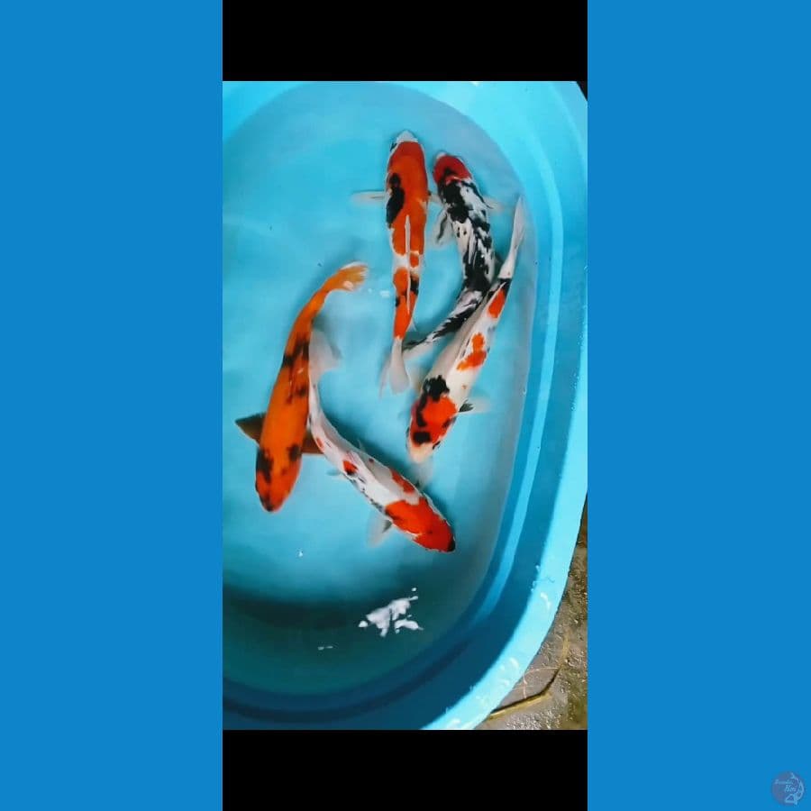 mix koi 35cm
