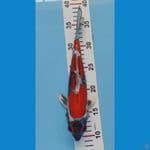 SQ BENYKIKO. 27CM.. 