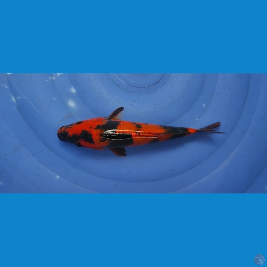 HI UTSURI. 25CM.