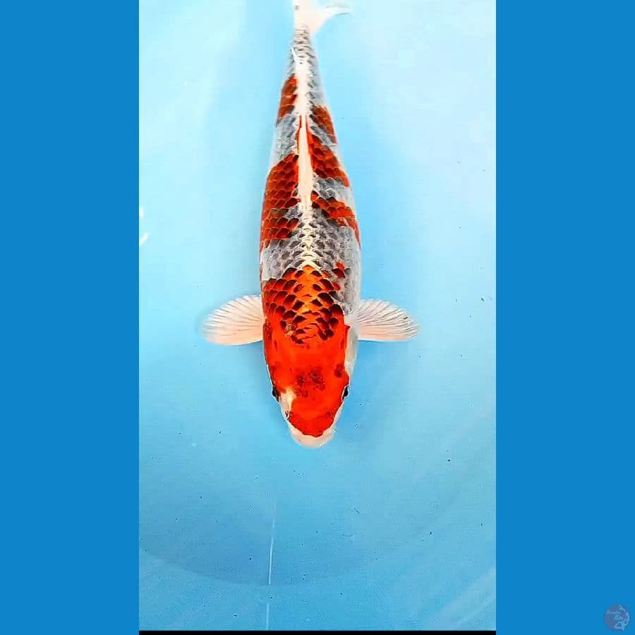 benigingga fm 40 cm