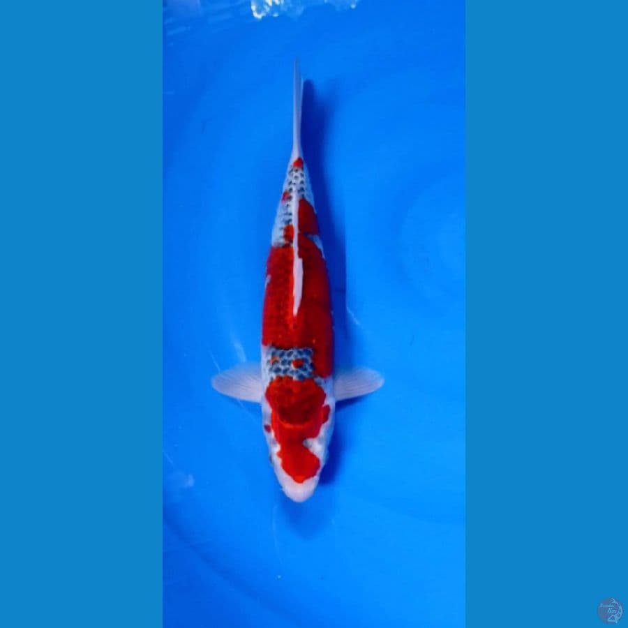 gosiki 34 cm male