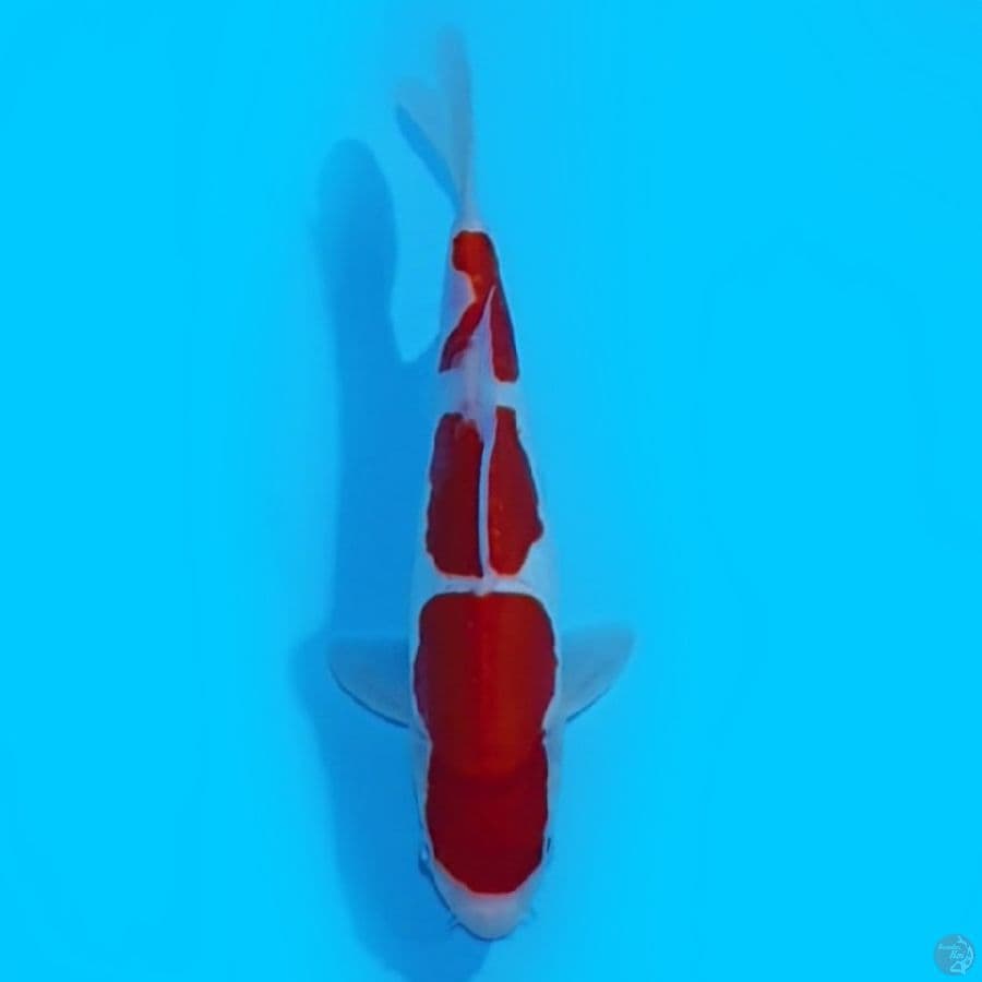 Doitsu Kohaku 25cm merah strong