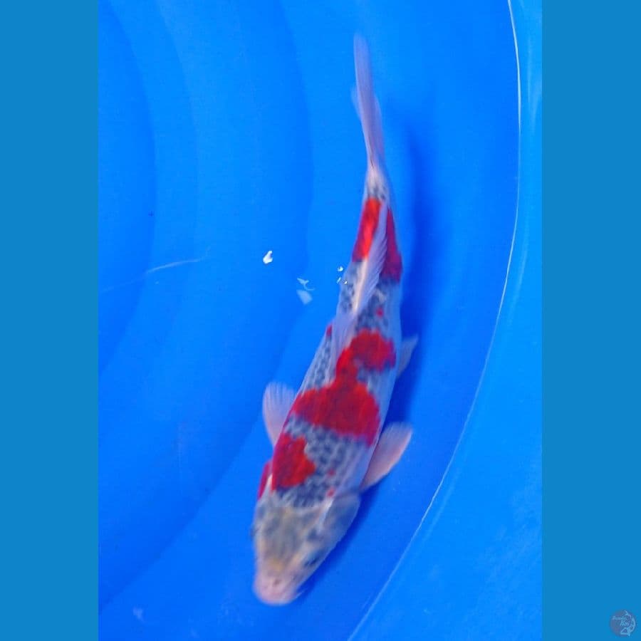 sq ghosiki 26cm 