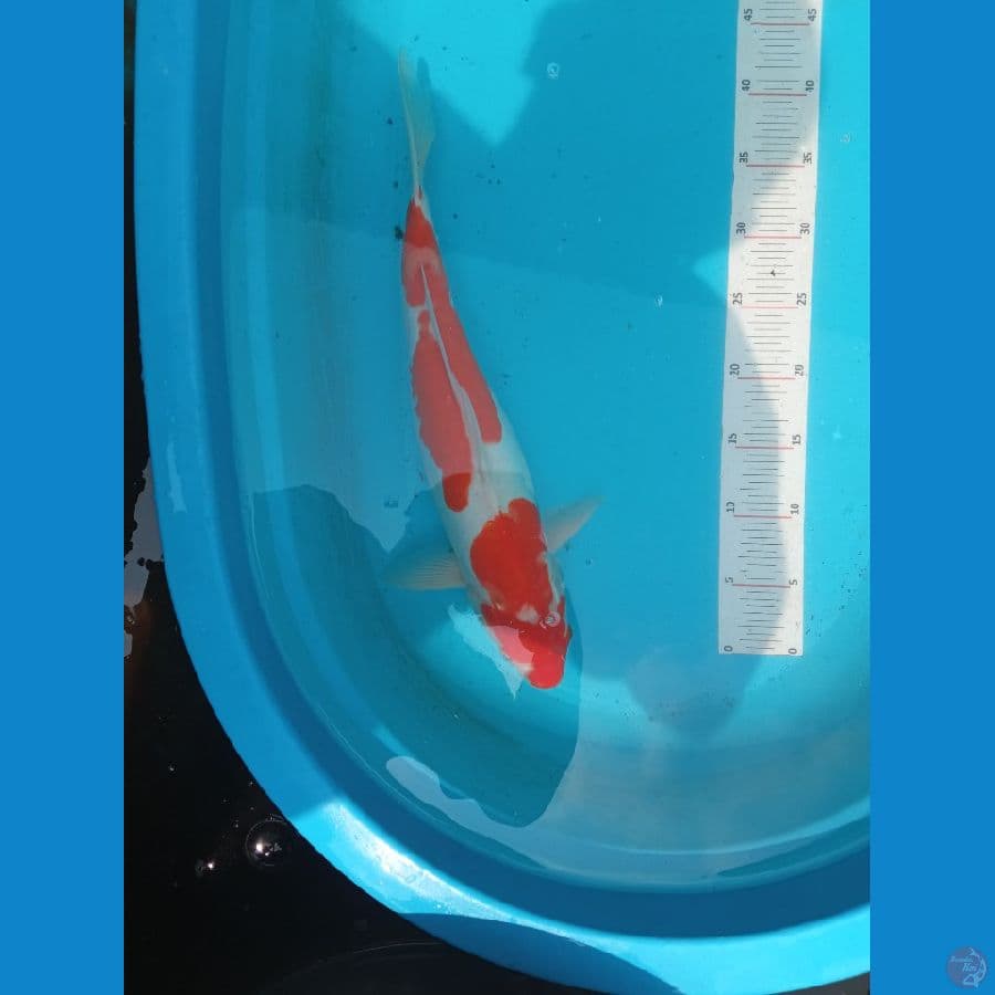 kohaku