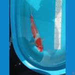 kohaku