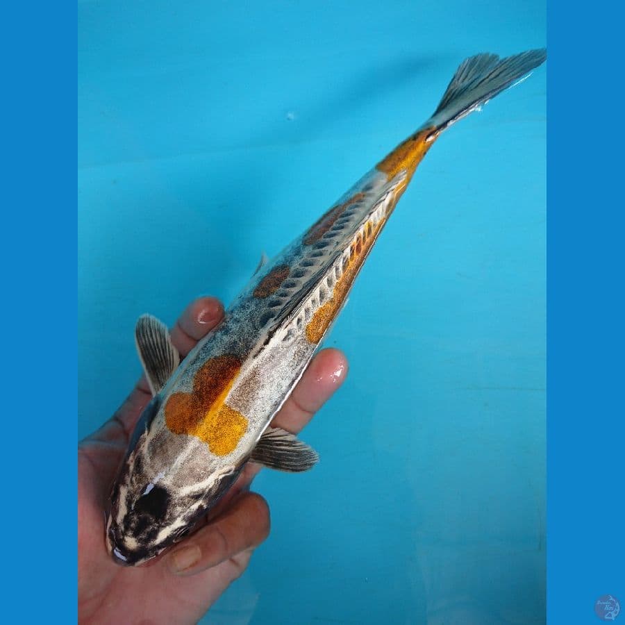 Kikokuryu size 26cm