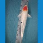 tancho sanke tategoi 37 cm- muray koifarm