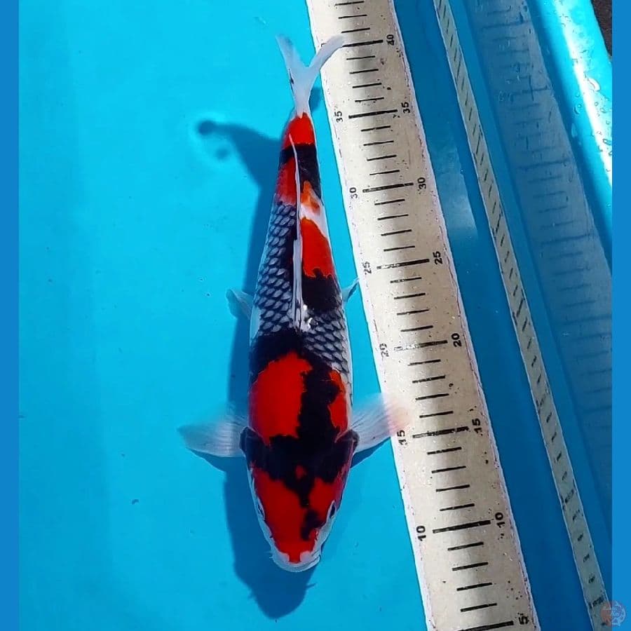 BLACK SHOWA 30 CM