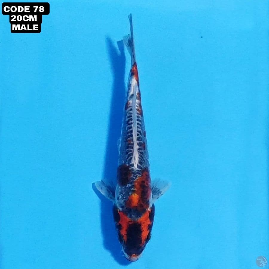 kikokuryu 20cm male 