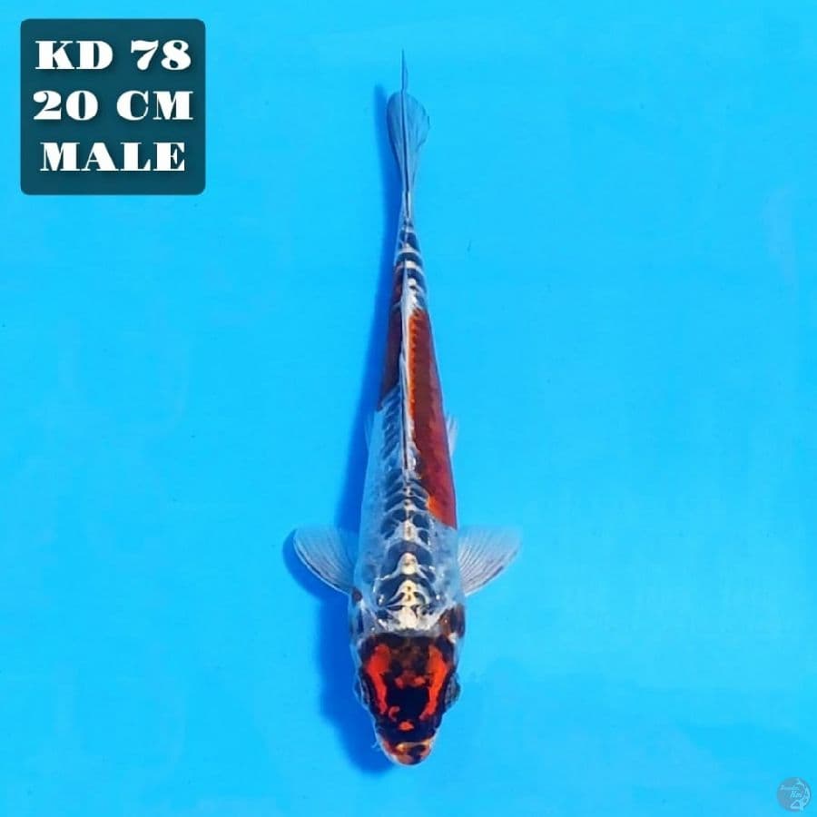 kikokuryu 20cm male 