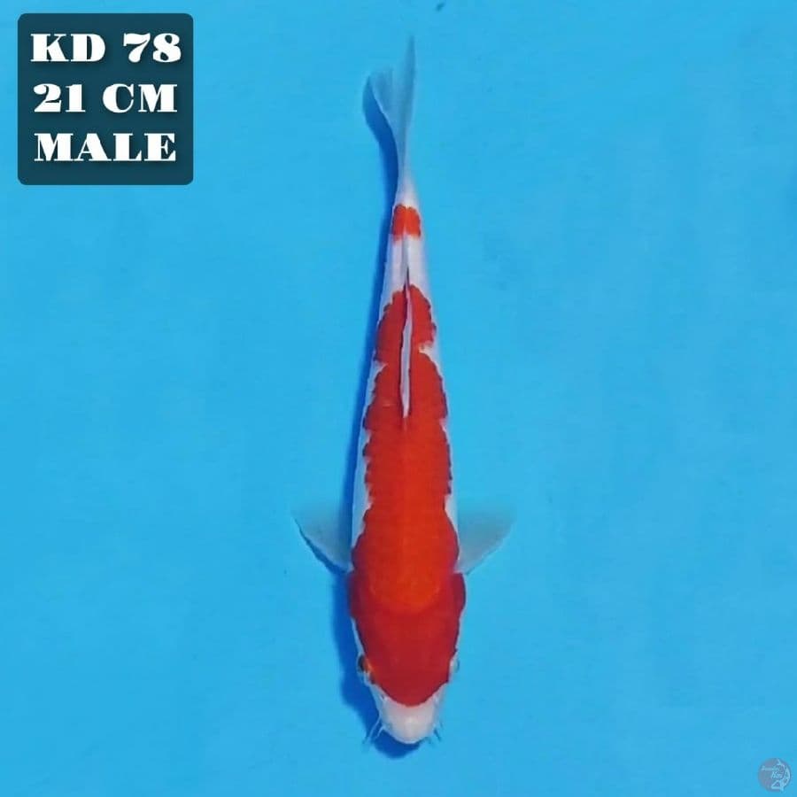 kohaku 21cm male