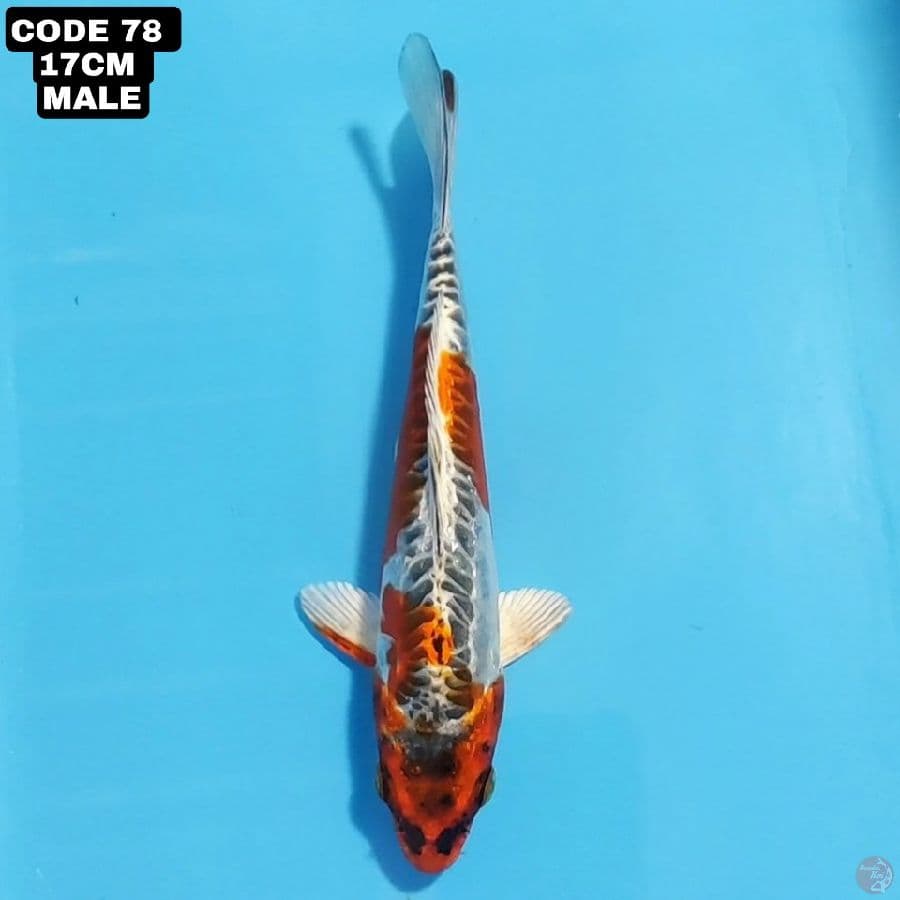 kikokuryu 17cm male