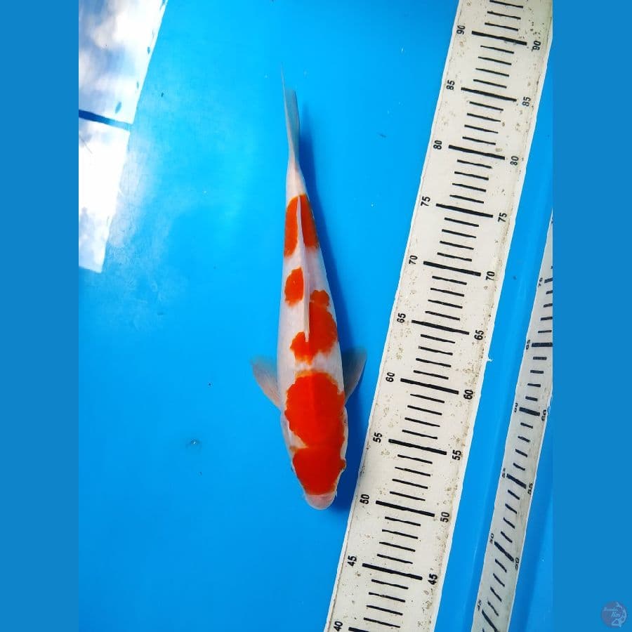 Kohaku Female 33cm