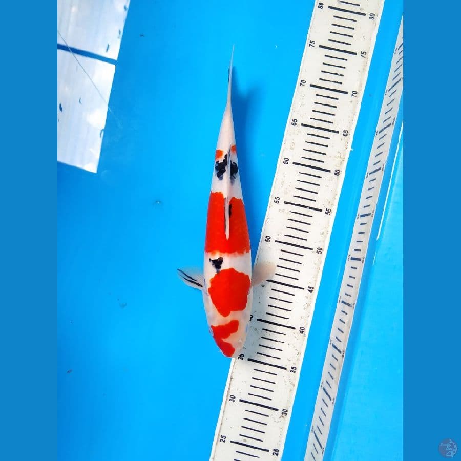 Sanke Female 35cm