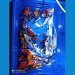 Paket showa 23-29cm
