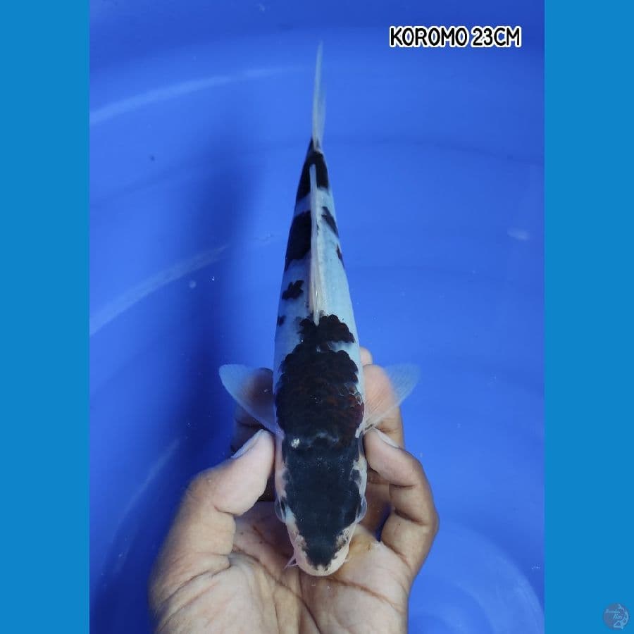 Minion Koromo 23CM