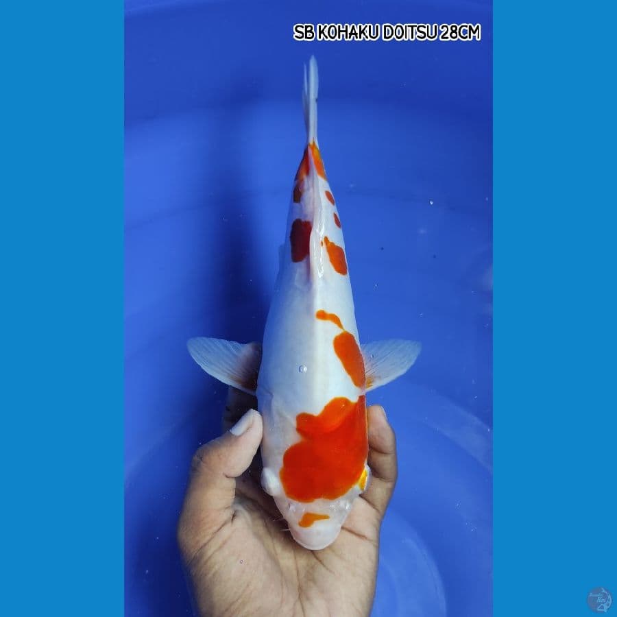 SB KOHAKU DOITSU 28CM
