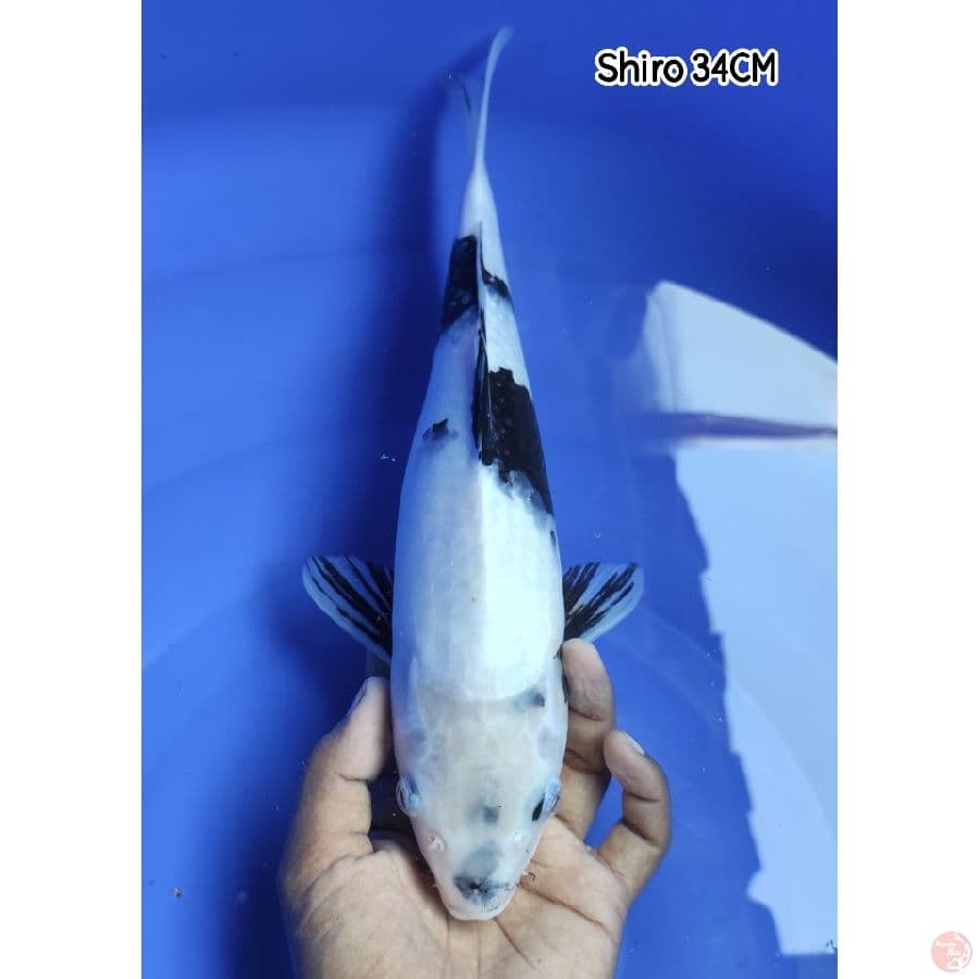 Shiro Good Skin 34CM