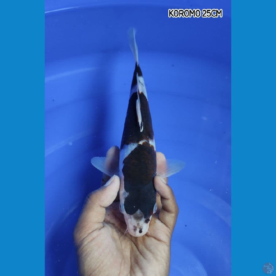 KOROMO 25CM