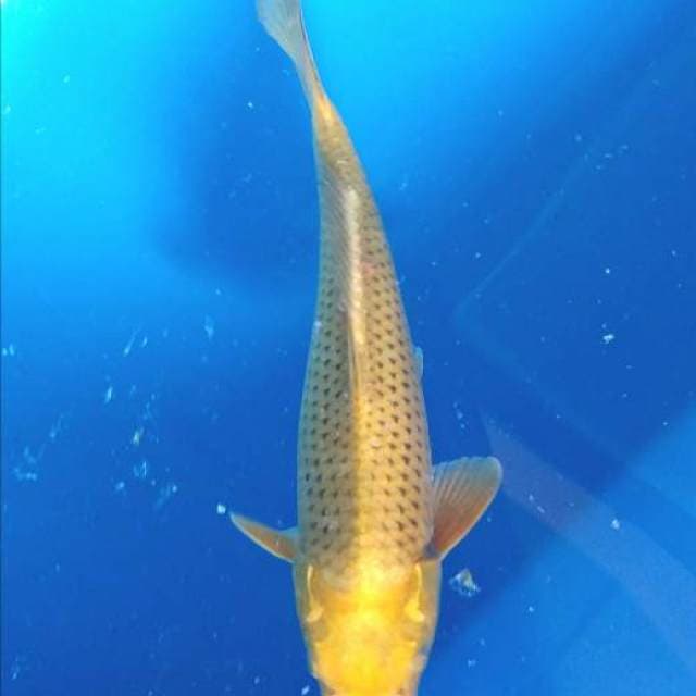 Cagoi jaring bagus dan rapi....34cm