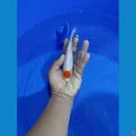 Tancho Kohaku Ori 15cm uncek (joss)