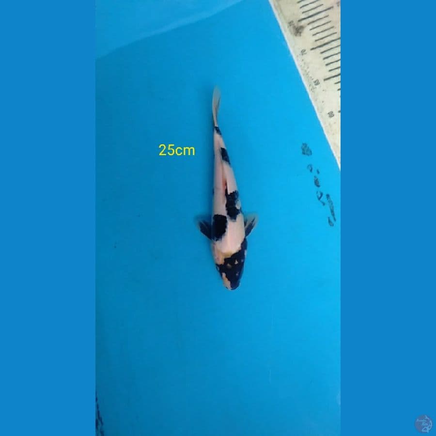 siro