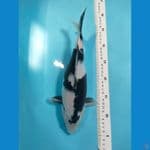 Shiro, Betina 33 cm 