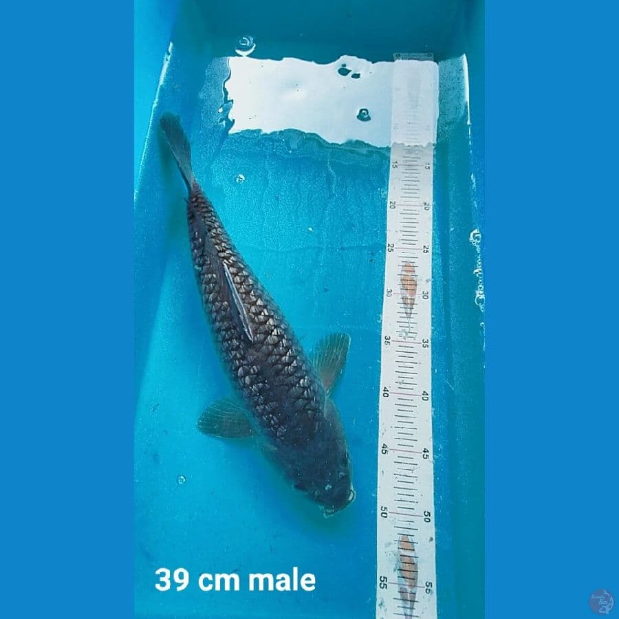 Soragoi Ginrin 39 cm