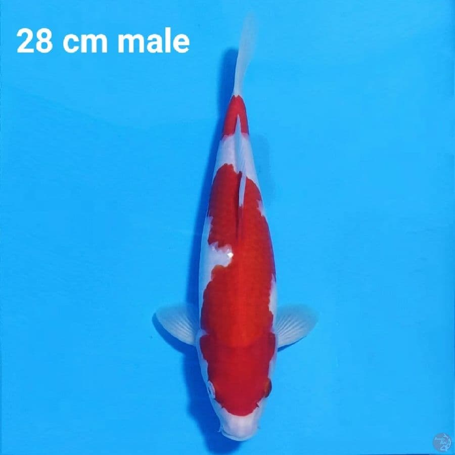 Kohaku SQ