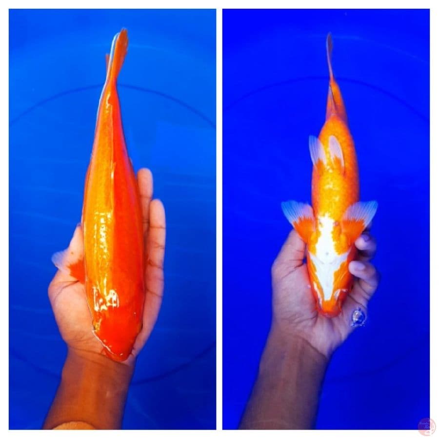 Aka Hajiro 28cm