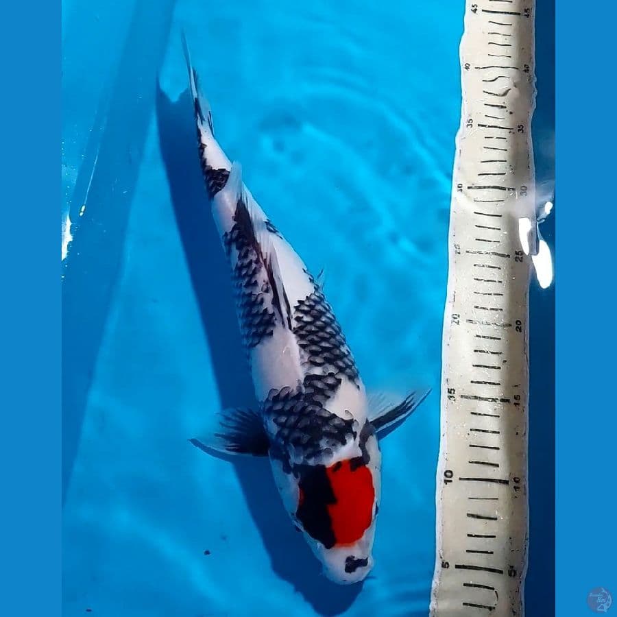 TANCHO SHOWA 36 CM