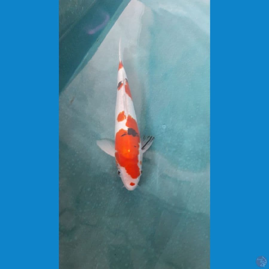 Sanke doitsu 33 cm