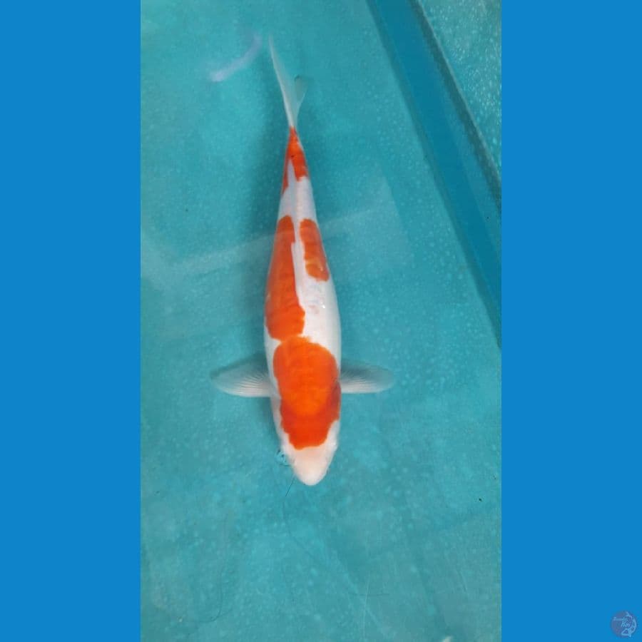 Kohaku doitsu 30 cm