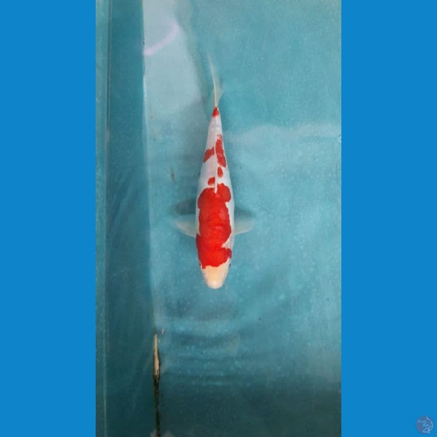 Kohaku doitsu 30 cm