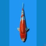 GOSHIKI 3 STEP MERAH STRONG 30CM JANTAN 