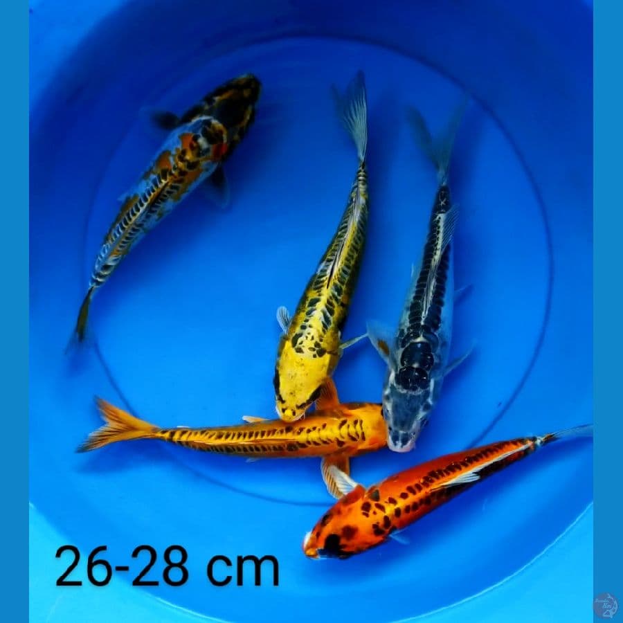 kiko 5 ekor 26-28 cm