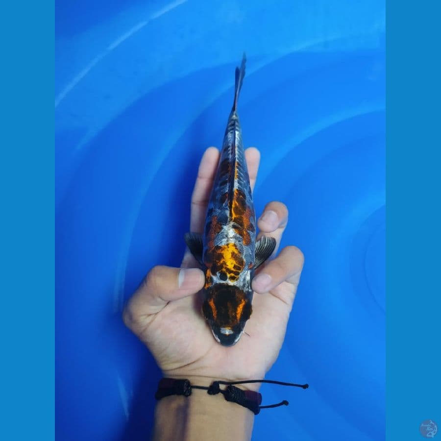 MARUTEN KIKO 23CM 
