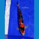 sanke 33cm