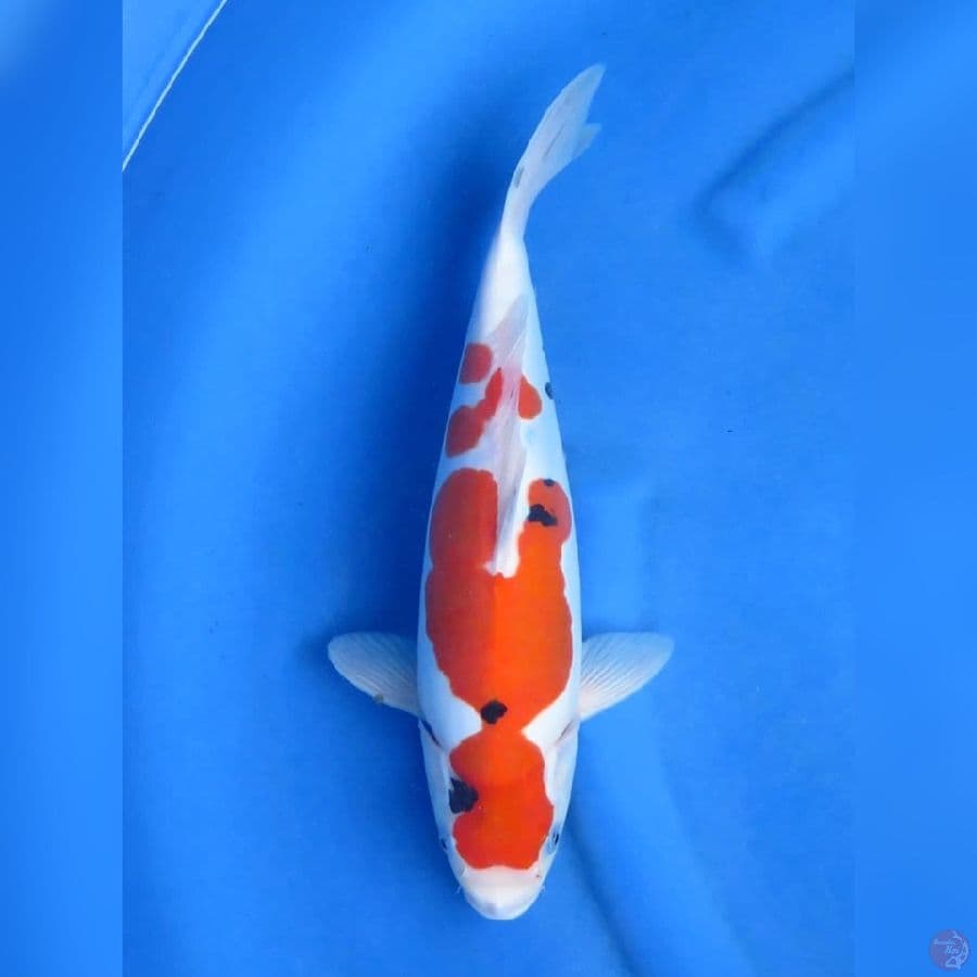 36cm , Sanke Doitsu murni